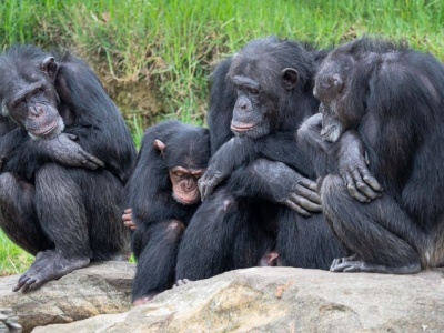 Schemat komunikacji szympansów jest uderzająco podobny do ludzkiego