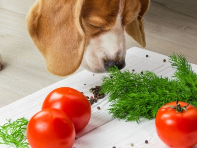 Twój pies zjadł to warzywo? Nie czekaj i biegnij z nim do weterynarza
