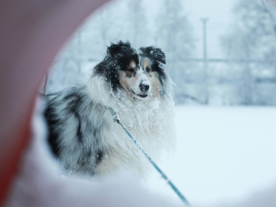Mimo śniegu to wciąż twoja kupa. Psiarze mają obowiązek sprzątania po swoich pupilach także zimą