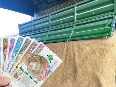 Pszenica droższa nawet o 40 zł. Gdzie skupy płacą najwięcej?