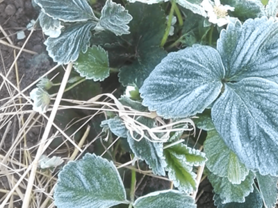 Nadzwyczajne wsparcie dla sadowników poszkodowanych przymrozkami - do piątku wpłynęło już 8,5 tys. wniosków