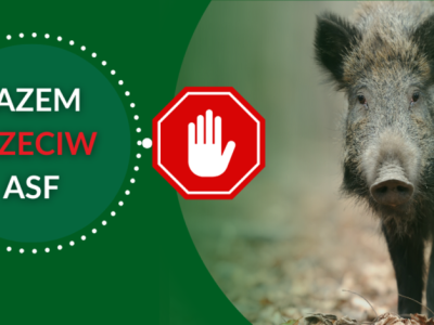 Kolejne martwe dziki zakażone wirusem ASF w powiecie piotrkowskim