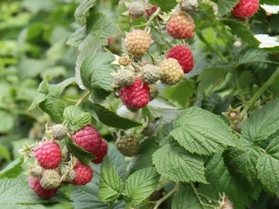 Już 1000 ha malin rośnie w Kosowie – błyskawiczny wzrost