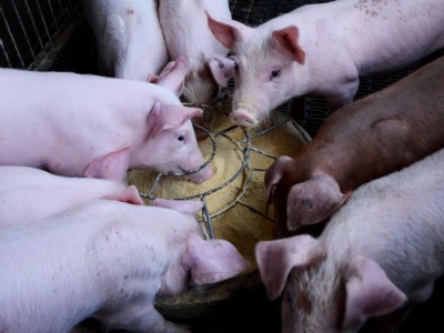 Rewolucja w paszach. Szwajcarski rząd dopuszcza składniki, które dotąd były zakazane