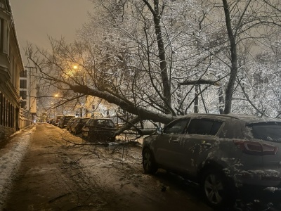 Drzewo runęło - radny pyta o bezpieczeństwo