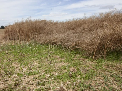 Rolnicy chętnie ubezpieczają rzepak. Ekspert: „Ryzyka rosną w siłę”