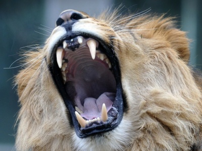 Powraca ogromny lew. Największy, jakiego znamy. Uznali, że będzie maskotką