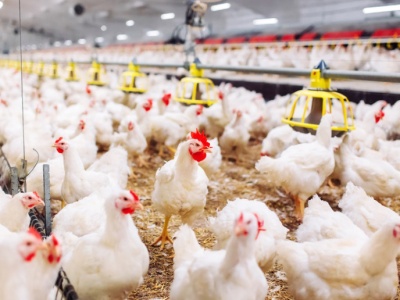 Grypa ptaków. Zgłoś stratę do KOWR, dostaniesz odszkodowanie