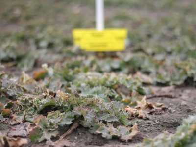 Zima już nie chroni rzepaku. Chowacze i pchełki przyspieszają atak