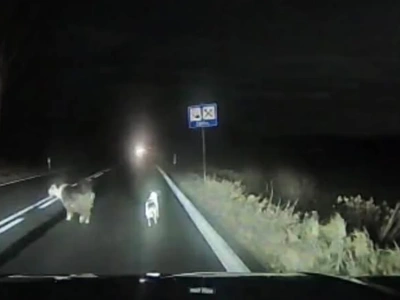 Gdy liczy się odruch serca. Kierowca zatrzymał się i uratował dwa psy