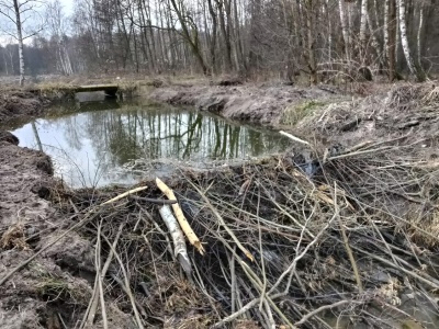 Bobry bardzo aktywne…