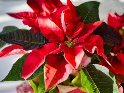 Od króla Azteków do wszystkich domów świata. Fascynująca historia poinsecji