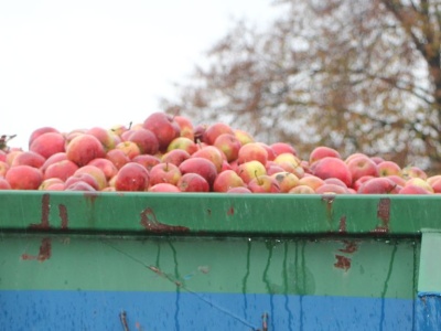 Po ile dziś przemysł jabłek? Jak działają skupy na koniec roku?