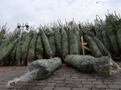 Krzysztof Hetman i Anna Augustyniak będą rozdawać choinki. Akcja ma wymiar charytatywny