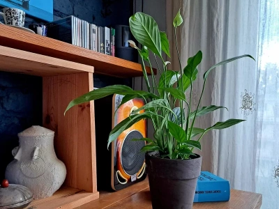 Wsyp 1 łyżkę do litra wody. Za dwa tygodnie skrzydłokwiat obsypie się kwiatami