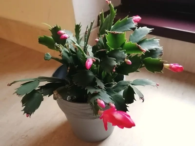 Podlej grudnika właśnie tak, a zakwitnie jak nigdy. Kwiaciarka mówi wprost: „efekt do wiosny gwarantowany”