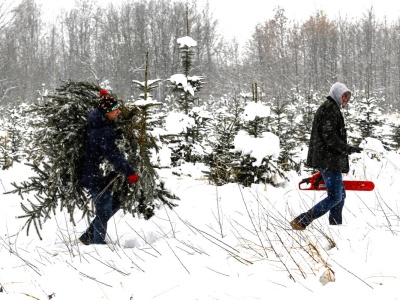 Tyle kosztują choinki w nadleśnictwach. Żywe drzewko możemy mieć już za 20 złotych