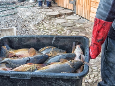 Polacy wolą zapłacić za karpia dwa razy więcej. Różnicę odczuwają w Wigilię