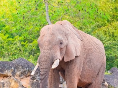 Zoo w Poznaniu przekazało złe wieści o słoniu. 