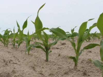 Błąd w nawożeniu kosztuje plon. Te składniki wzajemnie się blokują
