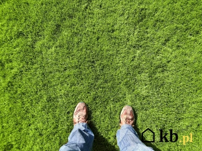 Rozsypałem popiół na trawniku. Efekt po kilku tygodniach mnie zaskoczył