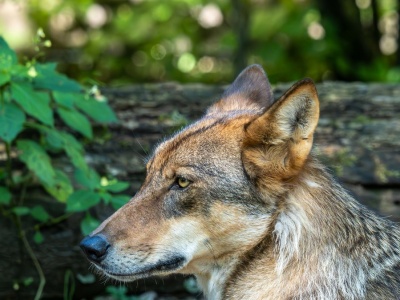 Wprowadzają nowy plan 