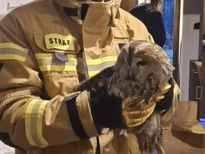 Nietypowy gość na samym dnie komina. Strażacy uratowali uwięzioną sowę