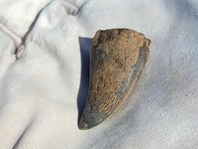 Olbrzymi mozazaur w rzece. Morski gigant polował w słodkiej wodzie i był większy niż autobus