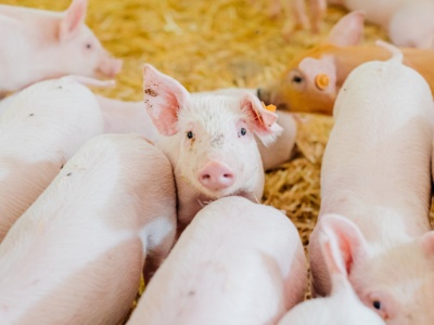 Mimo rynkowych zawirowań ceny warchlaków pozostają stabilne. Znamy aktualne stawki