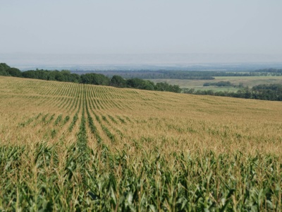 Elewarr poda dane o zbiorach kukurydzy. Rozczarowują