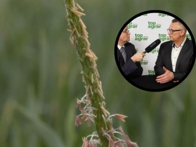 Jak skutecznie zwalczać chwasty w systemach uproszczonych? Ekspert radzi, na co postawić po wycofaniu flufenacetu