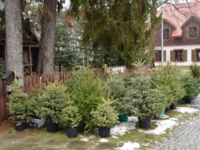 Darmowa choinka za elektroodpady na Pradze-Północ