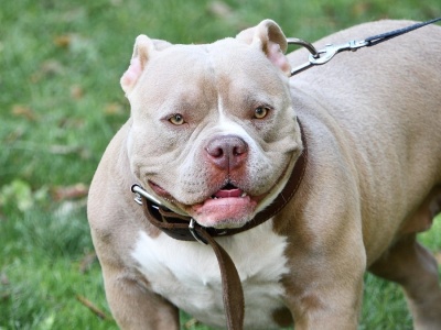 Śmiało wrzuć psa w koszty. Skarbówka zmieniła zdanie