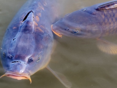 Handel żywym karpiem nie zawsze jest legalny. Inspektorzy nie mają litości, nakładają ogromne kary