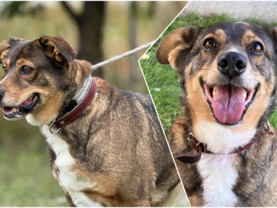 Do serca przytul psa. Freja czeka na nowy dom