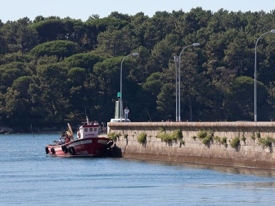 Wyspa, która przetrwała wszystko. Jej las nie ma sobie równych