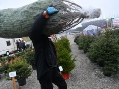 Lasy Państwowe. W 2025 roku ceny choinek niższe