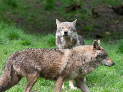 Nadleśnictwo wypuściło drony. Uchwyciły takie oto zachowanie wilków