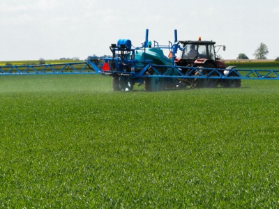 Szkodniki kukurydzy pod lupą. Monitoring to fundament skutecznej ochrony roślin