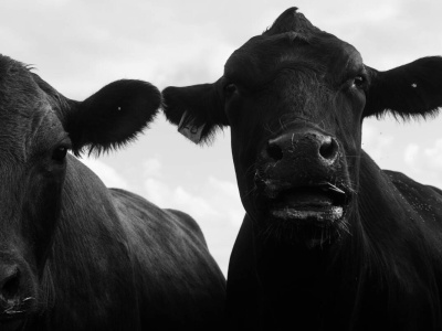 Francja: rolnicy bronili krów własną piersią. I tak je ubito.