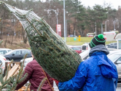 W kupowanych choinkach może być inwazyjny gatunek. Jest za nim list gończy