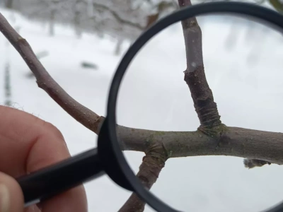 Szkodniki już czekają na wiosnę. Gdzie zimują jaja i jak je znaleźć w sadzie?