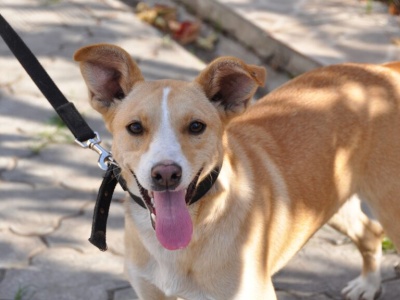 Będzie surowsze prawo dla właścicieli psów