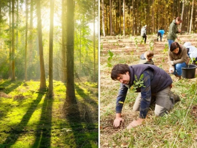 Masz las? Sprawdź, co musisz zrobić po wycięciu drzew