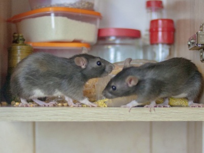 Jak pozbyć się myszy? Wystarczy położyć to przy ścianie. Gryzonie zawracają natychmiast