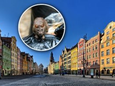 Plaga szczurów w polskim mieście. 