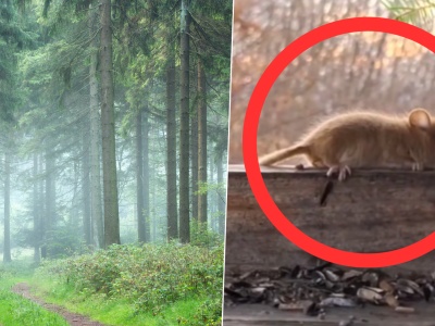 Rzadki gatunek gryzonia uchwycony na nagraniu – orzesznica leszczynowa w polskich lasach