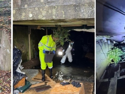 Plantacja konopi ukryta pod autostradą. Rolnik pomógł policjantom