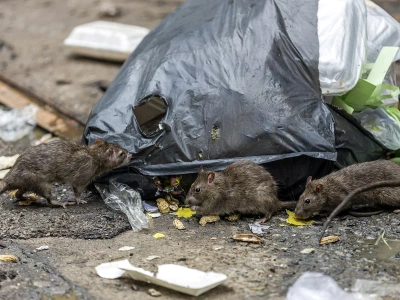 Plaga szczurów we Wrocławiu. „One są agresywne”