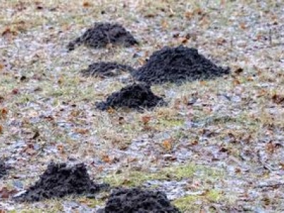 Zamiast do pieczenia użyj w ogrodzie. Krety nawet się nie zbliżą